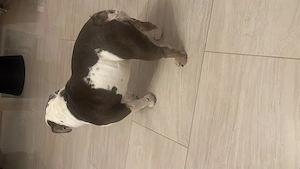 Englische Bulldogge  Bild 6