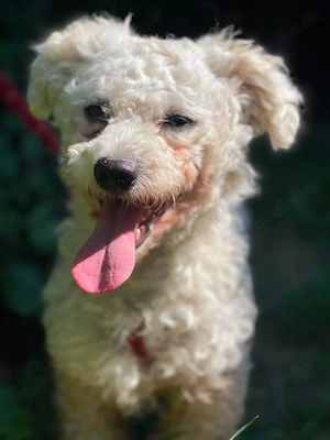 TEDDY - liebevoller kleiner Bologneser sucht sein Für-Immer-Zuhause (wartet in Rumänien)