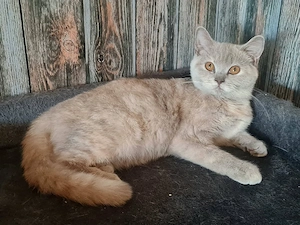 Bkh Reinrassig lilac tortie 