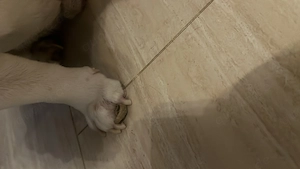 Englische Bulldogge  Bild 10