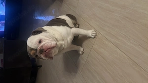 Englische Bulldogge  Bild 8