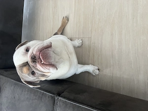 Englische Bulldogge  Bild 5