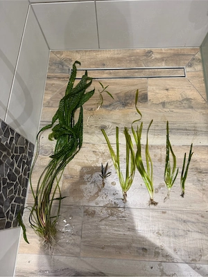 Großer genoppter Wasserkelch, Vallisneria gigantea .