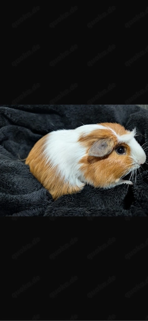 7 meerschweinchen  Bild 2
