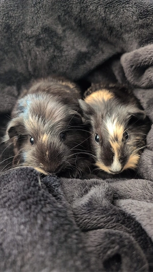 7 meerschweinchen  Bild 5