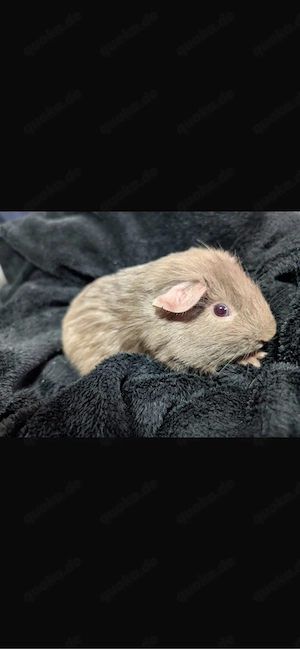 7 meerschweinchen  Bild 1