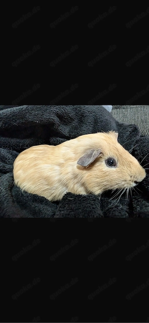 7 meerschweinchen  Bild 4