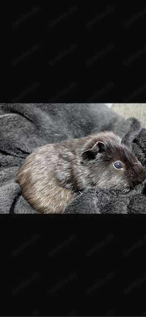 7 meerschweinchen  Bild 3