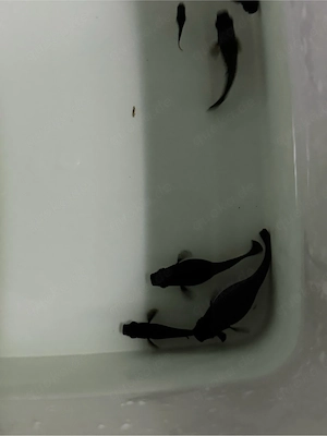 6x Black Molly 2 Weibchen  müssten trächtig sein. 