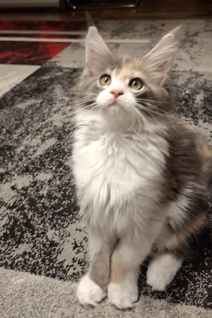 Wunderschöne reinrassiges Maine Coon Kitten XXL 