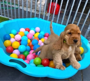 Charming Cocker Spaniel Welpen
