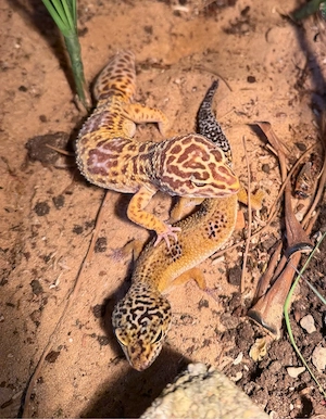 1.0 Leopardgecko Männchen.