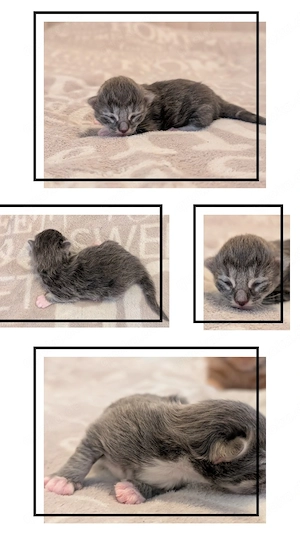 4 Ragcoon (Ragdoll-Maine Coon Mix)