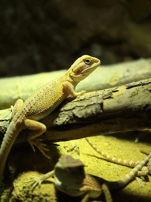 wunderschönes hypo trans weibchen bartagame 