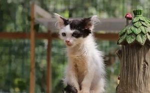 Mimmi Verspieltes Katzenmädel sucht ihre spannende Familie Bild 2