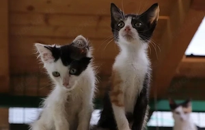 Mimmi Verspieltes Katzenmädel sucht ihre spannende Familie Bild 8