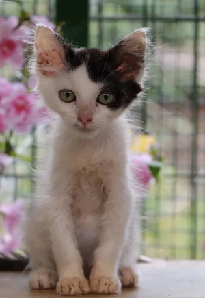 Mimmi Verspieltes Katzenmädel sucht ihre spannende Familie Bild 7