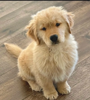 Reinrassige Golden Retriever Welpen