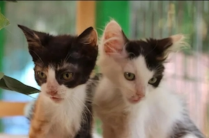 Mimmi Verspieltes Katzenmädel sucht ihre spannende Familie Bild 9