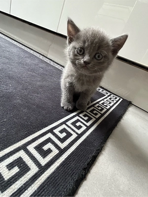 BKH Katzen