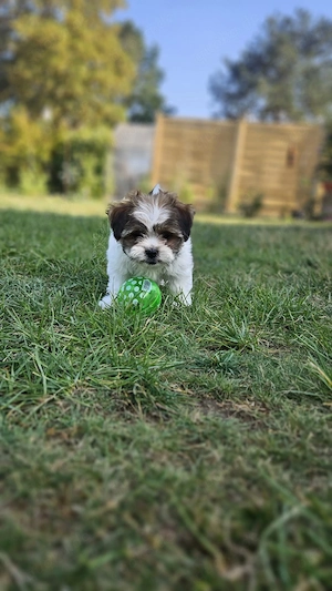 Welpen Bichon 