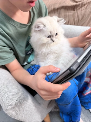 BLH baby katzen 