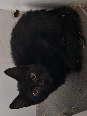 12 wochen alte katze abzugeben