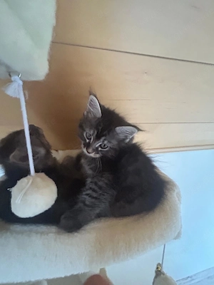Kitten Maine Coon 