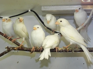 Kanarienvögel parr in weiss 