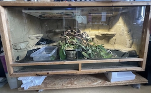 2 Boa Constrictor Imperator (1.1) inkl. Terrarien & kompletter Ausstattung   850   VB