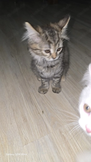 Hauskatze 