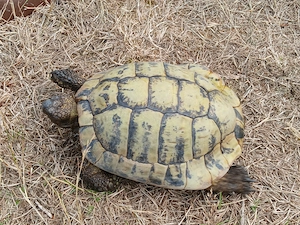 Griechische Landschildkröte 