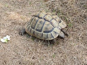 Griechische Landschildkröten 