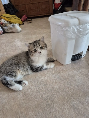 Sibirsche katze