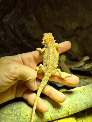 hypo het zero het witblitz bartagamen thunderbolt  genetic stripe verpaarung 