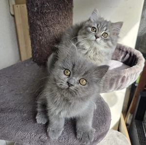 2 von 6 Perser Kinder suchen noch Kuschelpersonal 
