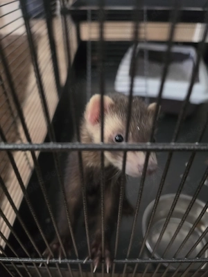 Frettchen Pärchen Weibchen & Männchen 5 Monate 