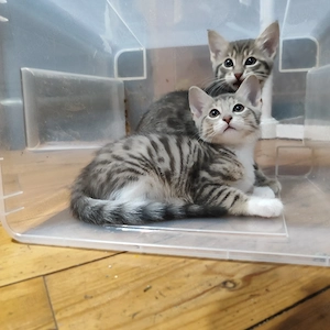 3 Buben Bengal Ragdoll Kitten dürfen zum 13.9. ausziehen!