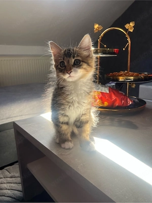 sibirsche mix kater 