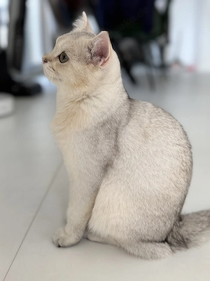BKH Kitten Junge   liebevoll aufgezogen, sucht ein neues Zuhause  Bild 10