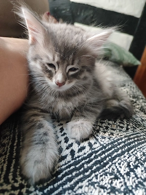 4 Buben Bengal Ragdoll Kitten dürfen zum 13.9. ausziehen!