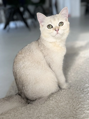 BKH Kitten Junge   liebevoll aufgezogen, sucht ein neues Zuhause  Bild 7
