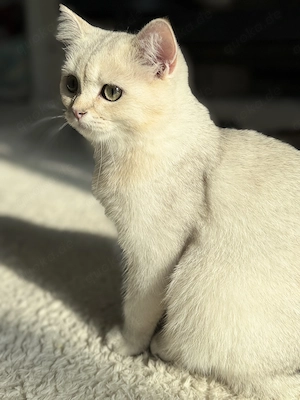 BKH Kitten Junge   liebevoll aufgezogen, sucht ein neues Zuhause  Bild 2