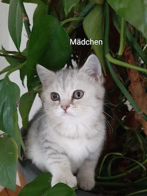 Nur noch 3 Kitten frei! BKH British Kurzhaar Silver-, black-tabby 9 Wochen alt   