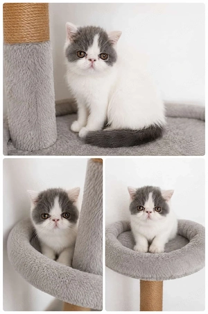Exotic Shorthair Kater 