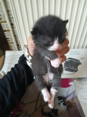 Kittenbaby