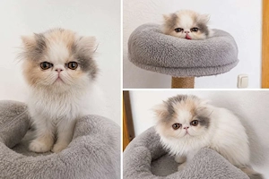 Exotic Shorthair Katze