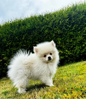 Pomeranian Zwergspitz Welpen(4 Rüden).