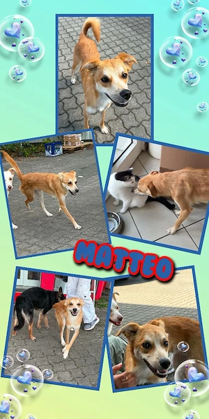 sehr lieber, katzenverträglicher, unkomplizierter, menschenbezogener Rüde "Matteo" sucht ein Zuhause