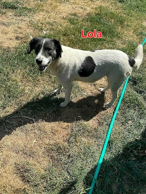 Lola sucht ihren Anker   